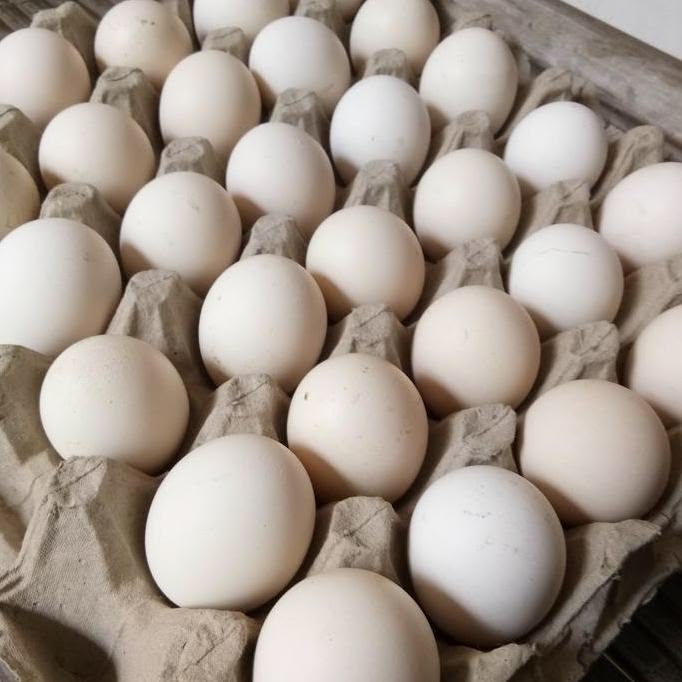 Telur Tetas Ayam Kampung Bibit Unggul