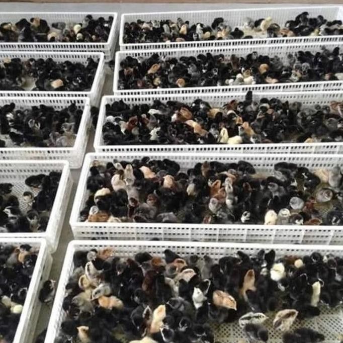 DOC Ayam Kampung Umur 1 Hari