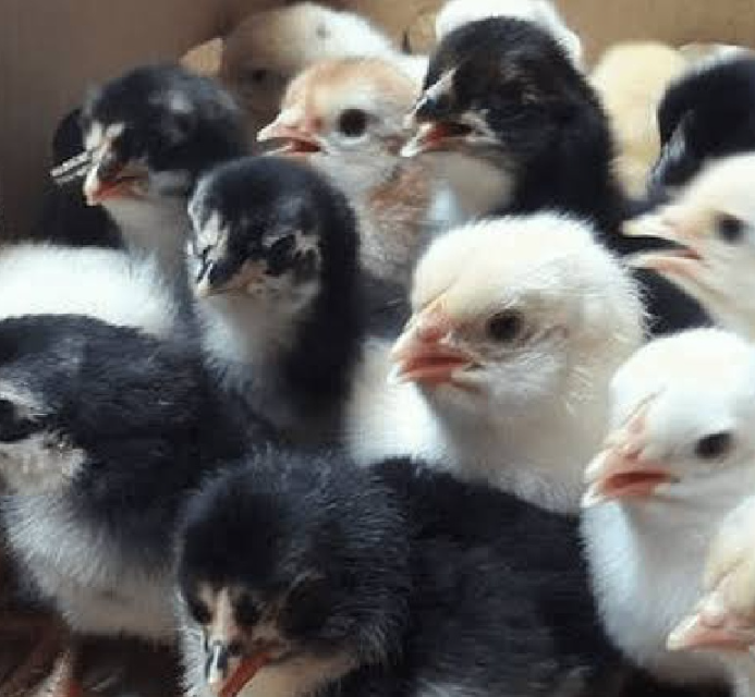 Paket 100 DOC Ayam Kampung