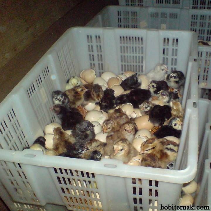DOC Ayam Kampung Siap Brooder
