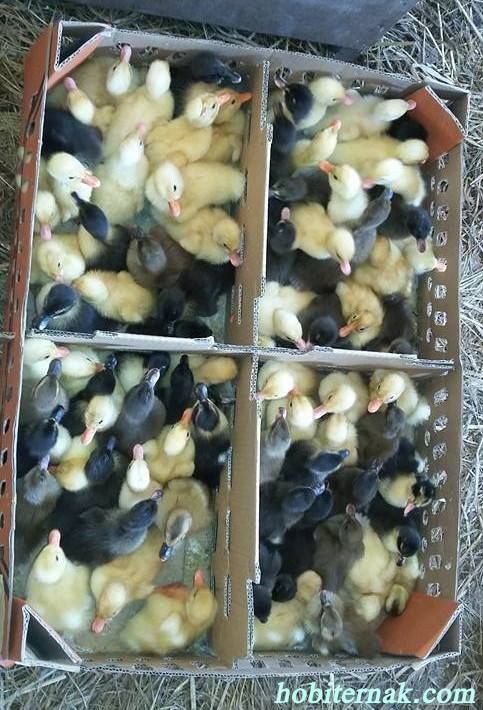 DOC Ayam Kampung Grade A