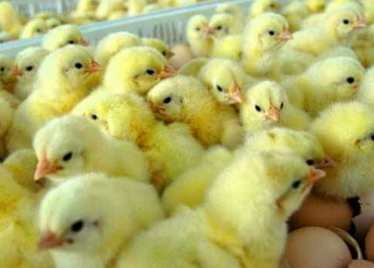 Paket 500 DOC Ayam Kampung