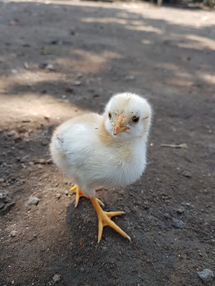 Anak Ayam Kampung Umur 7 Hari