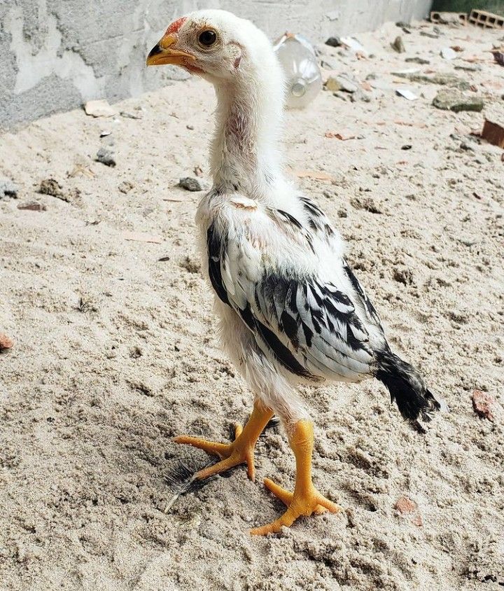 Anak Ayam Kampung Siap Pembesaran