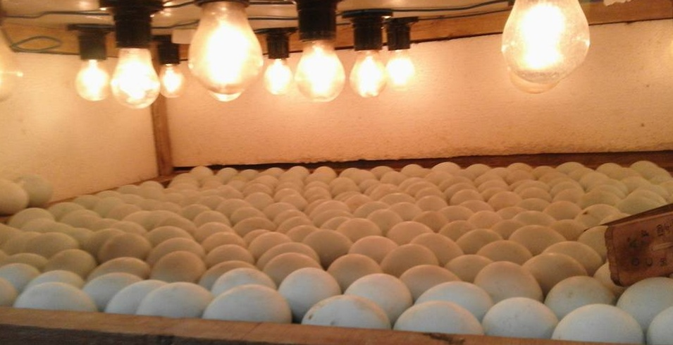 Paket Penetasan 100 Telur Ayam Kampung