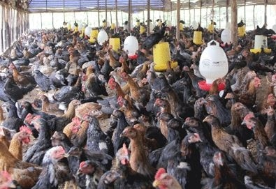 Konsultasi Berternak Ayam Kampung